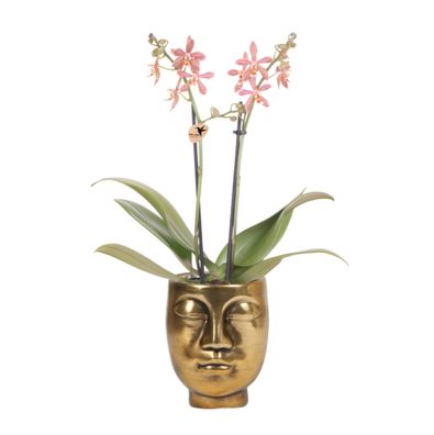 Kolibri Orchids | orange Phalaenopsis Orchidee - Spider in Face-2-Face gold - Topf..