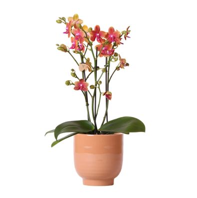 Kolibri Orchids | Orange duftende Phalaenopsis-Orchidee im cognacfarbenen Stripe-Z..