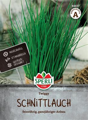 Schnittlauch ''Twiggy'' feinröhrige Sorte mit hohem Gehalt an Vitamin C