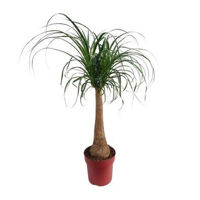 Beaucarnea "Maya Palm" Stam P27 - Topfgröße: 27cm - Höhe: 110cm - Tierfreundlich
