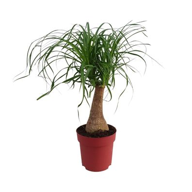 Beaucarnea "Maya Palm" Stam P19 - Topfgröße: 19cm - Höhe: 70cm - Tierfreundlich