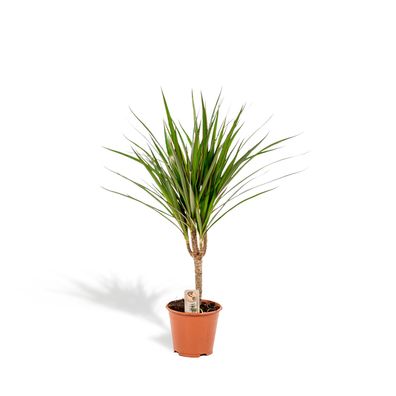 Dracaena Marginata - Ø14cm - 60cm - Zimmerpflanze - Immergrün