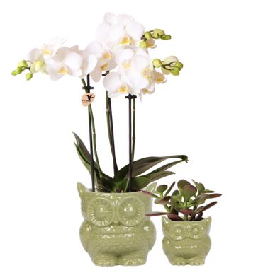 Pflanzenset Eule grün | Set mit weißer Phalaenopsis Orchidee und grüner Sukkule..