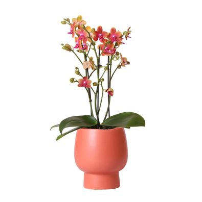 Kolibri Orchids | Orange duftende Phalaenopsis-Orchidee im terrakottafarbenen Scan..