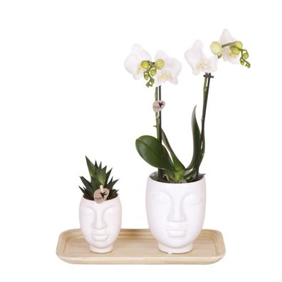 Kolibri Company - Pflanzenset Ring weiß | Set mit weißer Phalaenopsis Orchidee A..