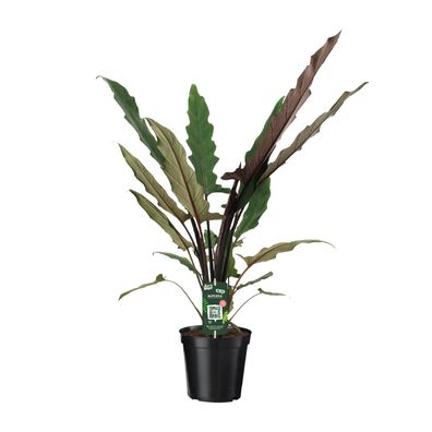 Alocasia Lauterbachiana - Ø19cm - 80cm - Zimmerpflanze - Immergrün