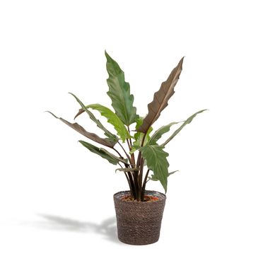Alocasia Lauterbachiana + Korb Igmar - Ø19cm - 80cm - Zimmerpflanze - Immergrün