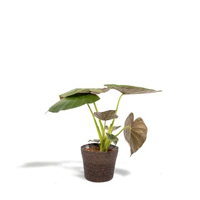 Alocasia Wentii + Korb Igmar - Ø19cm - 65cm - Zimmerpflanze - Immergrün