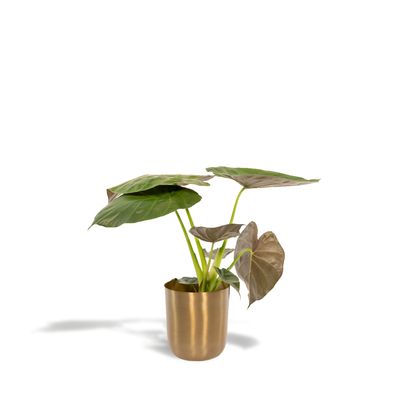 Alocasia Wentii + Topf Mayk Gold - Ø19cm - 65cm - Zimmerpflanze - Immergrün