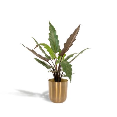 Alocasia Lauterbachiana + Topf Mayk Gold - Ø19cm - 80cm - Zimmerpflanze - Immergrün