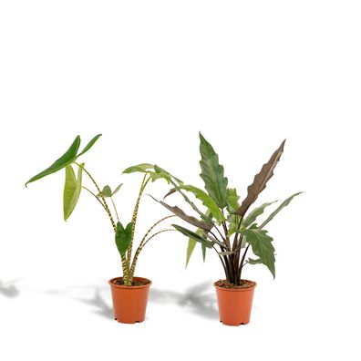 Alocasia Zebrina + Alocasia Lauterbachiana - Ø19cm - 75cm - Zimmerpflanze - Immer..