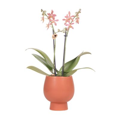 Kolibri Orchids | orange Phalaenopsis Orchidee - Spider in Scandic Terracotta - To..