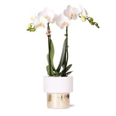 Kolibri Orchids | weiße Phalaenopsis Orchidee - Amabilis + Elite Topf Gold - Topf..