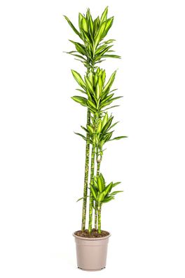 Drachenbaum 'Cintho' - Dracaena fragrans 'Cintho' - Zimmerpflanze - Grünpflanze