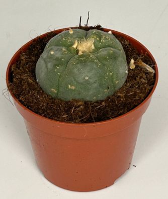 Lophophora williamsii - Peyote - Peyotl Kaktus - blühfähig, 8,5cm Topf
