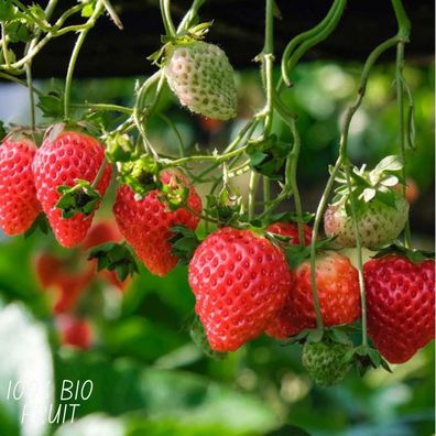 3x BIO Erdbeerpflanzen-Set