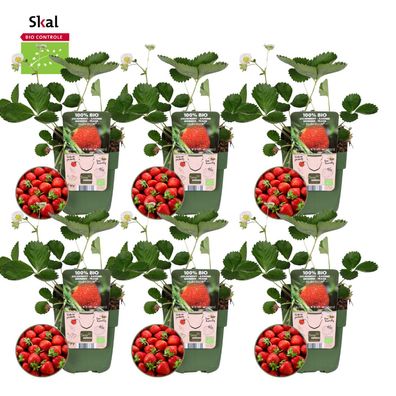 6x BIO Erdbeerpflanzenset