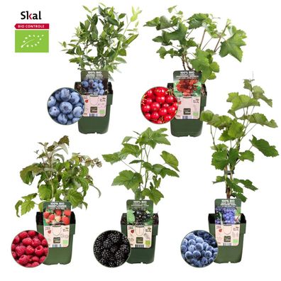 Obst-Oase“ BIO Obstpflanzen-Mix-Set aus 5 verschiedenen Sorten