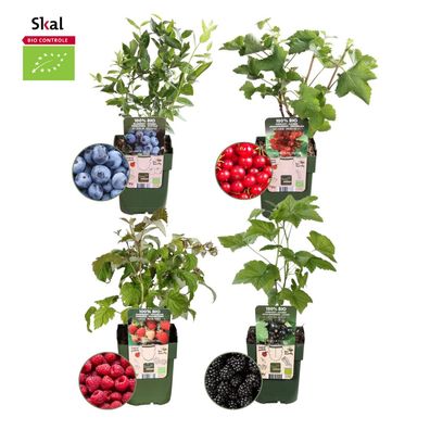 Obstparadies“ BIO Obstpflanzen-Mix-Set aus 4 verschiedenen Sorten