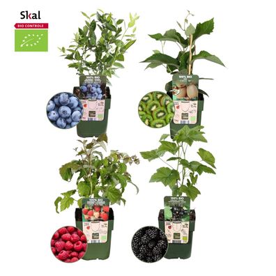 Sommerfrüchte“ BIO Obstpflanzen-Mix-Set aus 4 verschiedenen Sorten