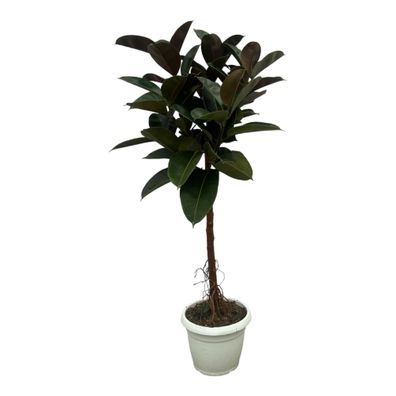 Ficus Elastica Robusta Stamm - 160 cm - Topfgröße: 32 cm