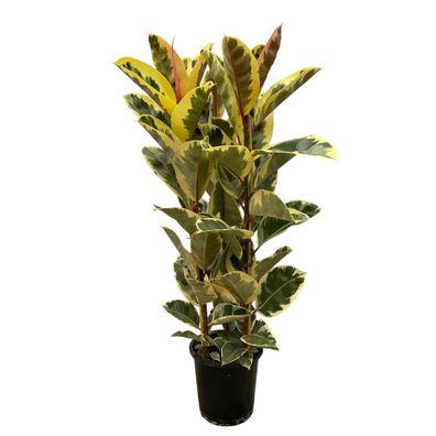 Ficus Elastica Tineke-Strauch - 160 cm - Topfgröße: 28 cm