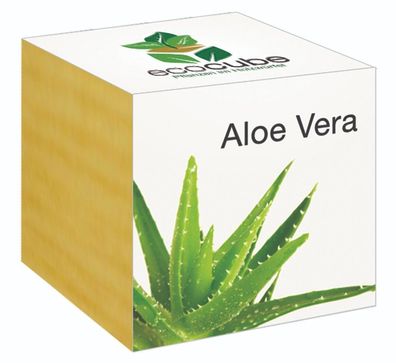 Ecocube Pflanze im Holzwürfel "Aloe Vera" - Die perfekte Geschenkidee