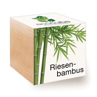 Ecocube Pflanze im Holzwürfel "Riesenbambus" - Die perfekte Geschenkidee