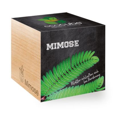 Ecocube Pflanze im Holzwürfel "Mimose" - Die perfekte Geschenkidee