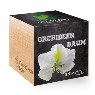 Ecocube Pflanze im Holzwürfel "Orchideenbaum" - Die perfekte Geschenkidee
