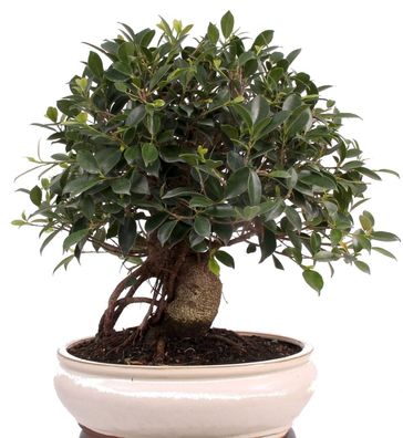 Bonsai - Ficus retusa, Chinesische Feige 221/80