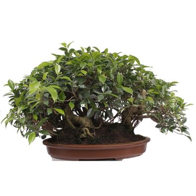 Bonsai - Ficus retusa, Chinesische Feige, Wald 221/86