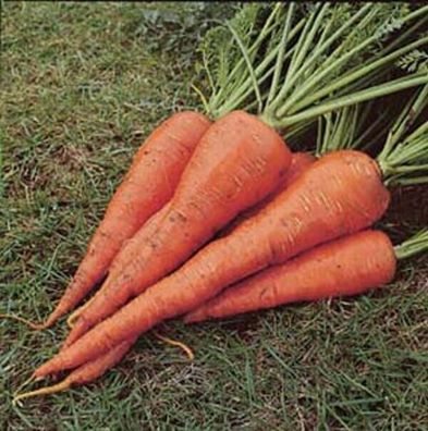Möhre - Karotte St. Valery - Carrot - Daucus carota 500+ Samen R 164
