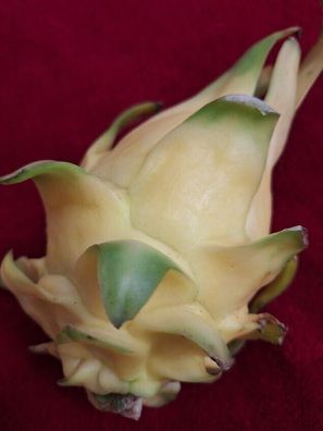 Zitronengelbe Drachenfrucht - Selenicereus megalanthus 5+ Samen - Seeds Gx 164