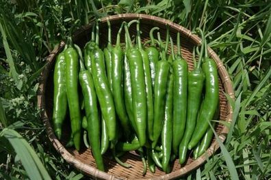 Chili Cheongyang aus Korea 5+ Samen - Seeds - längliche Früchte Ch 257
