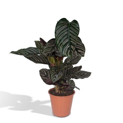 Calathea Ornata - Pfauenpflanze - Zimmerpflanze - Höhe: 75 - Topfgröße: 19cm