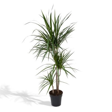 Dracaena Marginata - Zimmerpflanze - Höhe: 115cm - Topfgröße: 21cm
