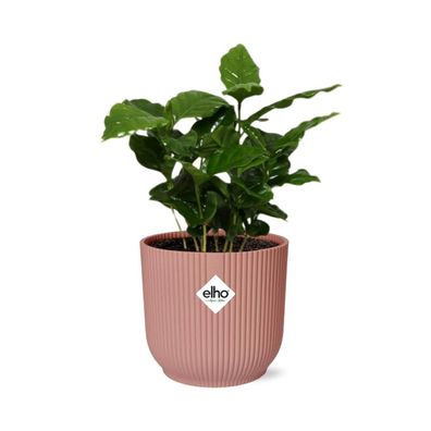 Coffea Arabica - Zimmerpflanze - Topfgröße: 14cm - im ELHO Vibes Fold Topf