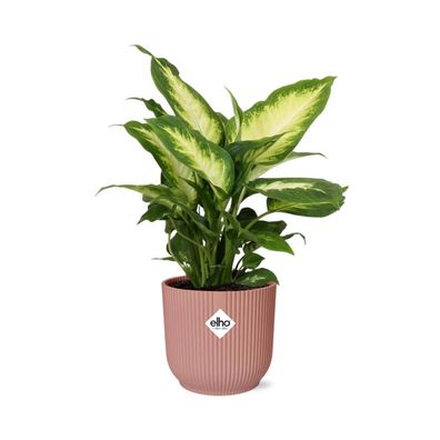 Dieffenbachia ‘Camilla´ - Zimmerpflanze - Topfgröße: 14 - im ELHO Vibes PINK Topf