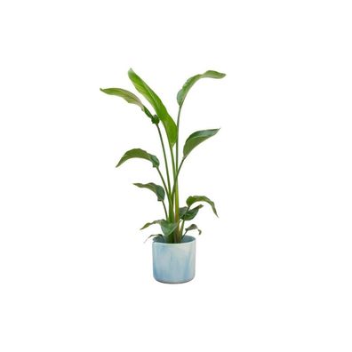 XXL Strelitzia zimmerfplanze inklusieve ELHO® Ocean topf (im 4 farben)