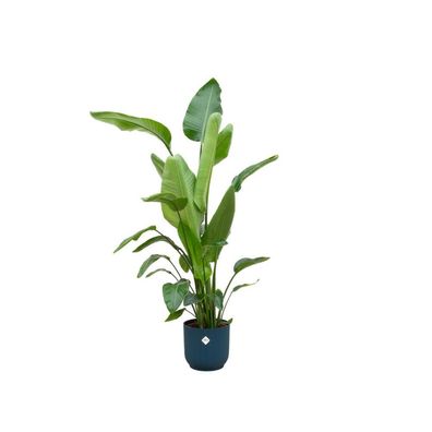 XXL Strelitzia Zimmerpflanze inklusieve ELHO® Vibes topf (in 3 farben)