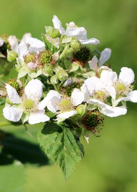 3x Rubus-ID. Twotimer ´Sugana Red´ - Höhe: 45 cm - Potmaat: 13