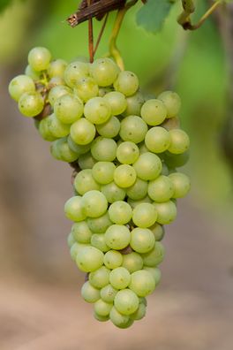 Vitis vinifera ´Johanniter´ - Höhe: 45 cm - Topfgröße: 13
