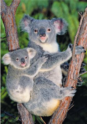 Süße Koalas in den Bäumen