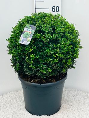 Ilex crenata 'Green Glory' Kugel 40 cm Ø - Heckenpflanzen Buchsbaum-Ersatz