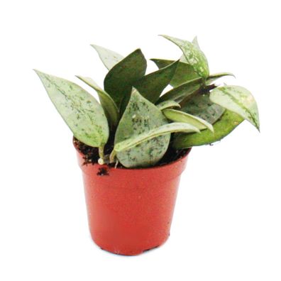 Mini-Pflanze - Hoya krohniana - Porzellanblume - Ideal für kleine Schalen und ...