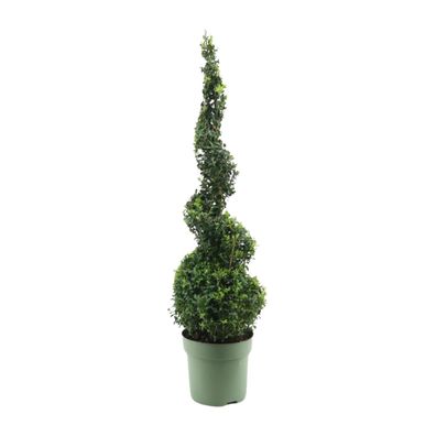 Buxus Semp Spiral 70 90 - Ø23cm - 70-90cm - Zimmerpflanze - Immergrün
