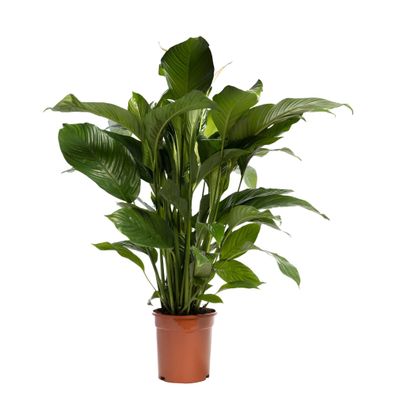 Spathiphyllum 'Sweet Lauretta' BLANCO - Ø21cm - 90cm - Zimmerpflanze - Immergrün