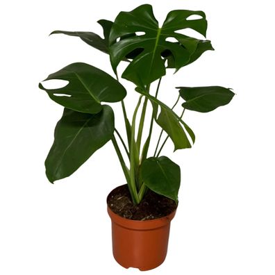 Monstera Delisoca | Ø19cm | 65cm | Pflanze