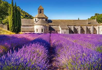 Castorland C-104284-2 Lavender Field in Provence, France, Puzzle 1000 Teile